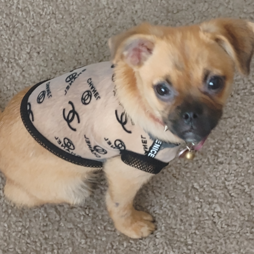CHANEL Dog Outfit, Shirt, Black and White, Size XS